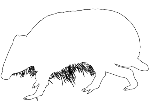 Armadilo Outline Coloring Page